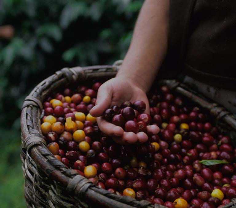 Coffee cultivation