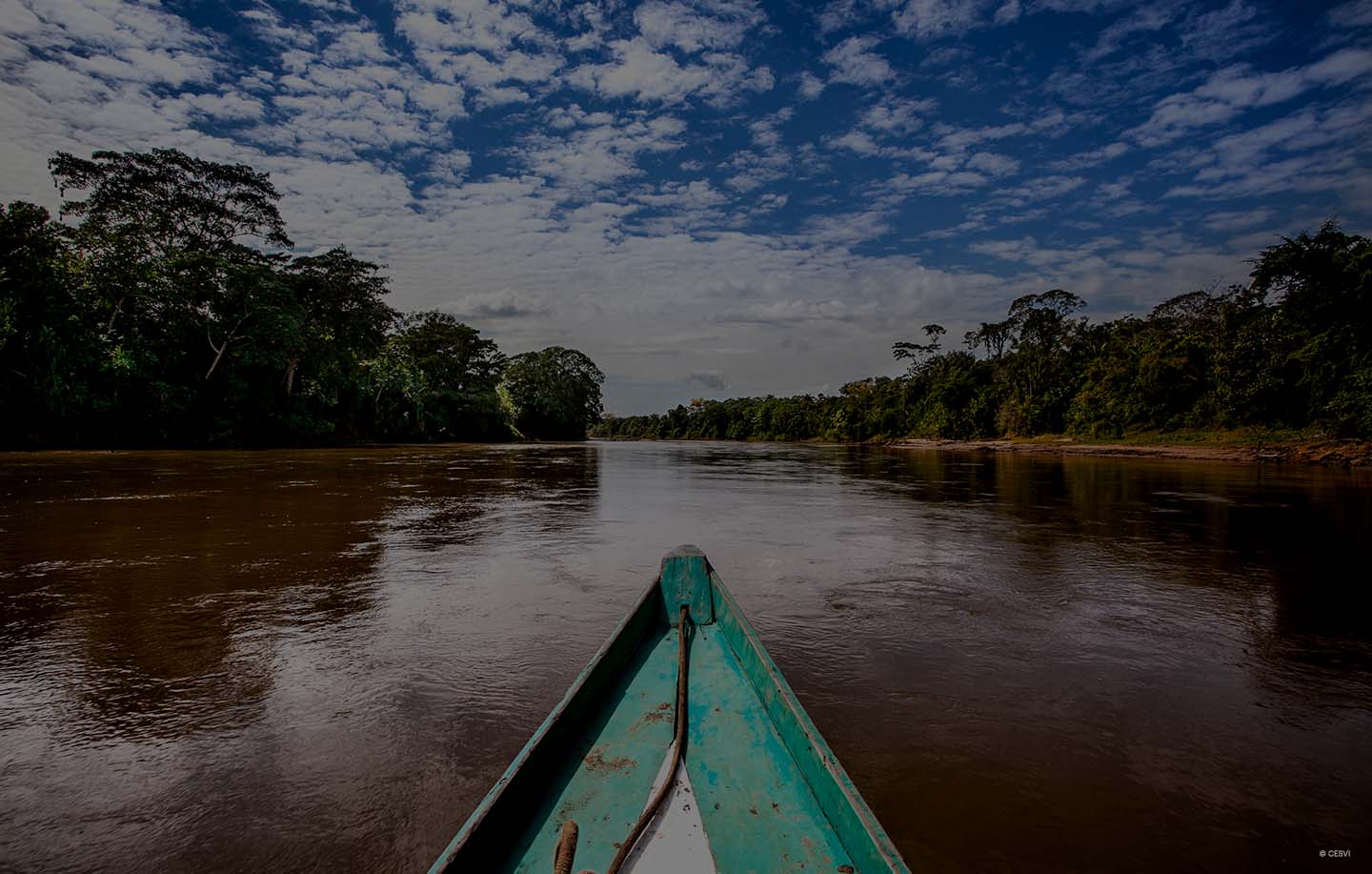 Protecting the lungs of the planet