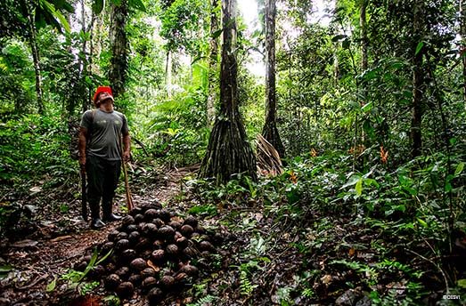 Amazonian walnut trees