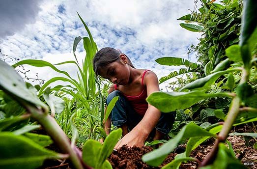 processing of coffee plants