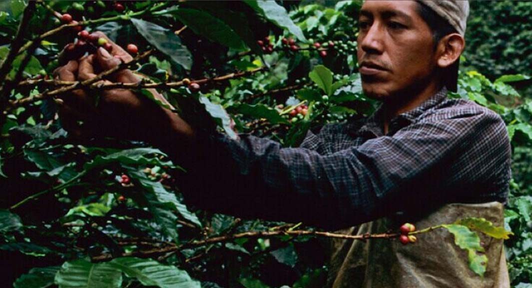 Ecuadorian farmer