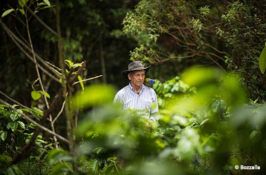 plantation farmer