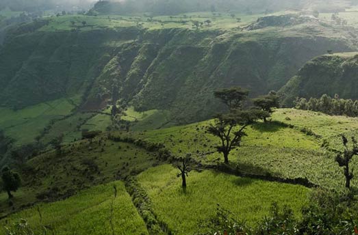 arabica coffee cultivation