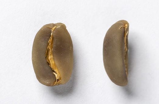 Arabica bean